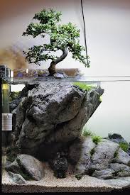 Bonsai Paludarium Google Search Taman Indah Pohon Bonsai Akuarium