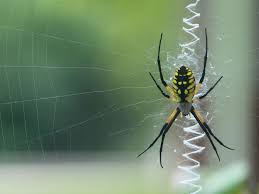 These are poisonous, take care when preparing and handling. Argiope Aurantia Yellow Garden Spider Black And Yellow Garden Spider Tennessee Spider Picture 42 Garden Spider Spider Pictures Spider
