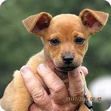 Adopt dachshund dogs in washington. Pet Not Found Puppy Adoption Dachshund Adoption Dachshund