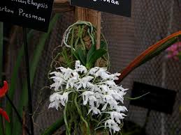 Image result for Mystacidium