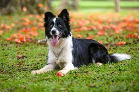 Border Collie Healthiest Dog Breeds Dog Breeds Border Collie Lab Mix