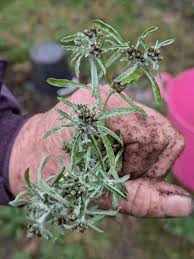 Image result for Gnaphalium polycaulon