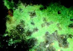 Maybe you would like to learn more about one of these? Blue And Green Acid Stains Can Turn Black Concrete Construction Magazine