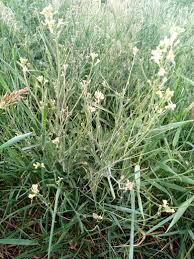 Image result for Sisymbrium burchellii