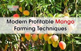 Trees of antiquity is a small family farm shipping heritage fruit trees to homes and farms for over forty years. Advanced Profitable Mango Farming Techniques Best Climate Soil Land For Mango Farming How To Grow Mango Tree