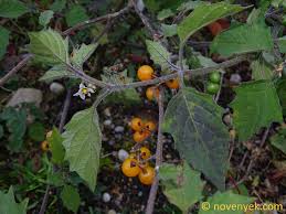 Image result for Solanum villosum