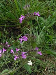 Image result for Clinopodium uhligii