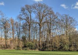 Elms first appeared in the miocene period about 40 million years ago. Chichester Elms Queens College