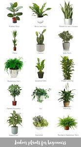 Indoor Plants For Beginners Plants Indoor Plants Inside Plants