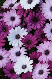 Imagem Atraves Do We Heart It Background Floral Flowers Nature Pastel Pink Purple Stunning Amazing Flowers Purple Flowers Flowers Photography