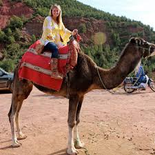 Camels are relatively passive animals who lounge around in between toting tourists around the pyramids of giza, but that doesn't mean your should get too close. Pin On As Seen In Blogger Style