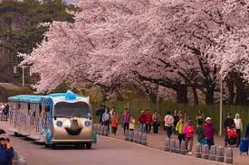 Selain itu, bunga ini juga menggambarkan perjuangan masyarakat korea selatan. Pengen Lihat Sakura Di Korea 13 Destinasi Wisata Ini Bisa Jadi Pilihanmu