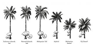 Plantation Coconut Handbook