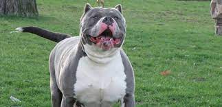 pitbull nasil beslenir pitbull gen tr