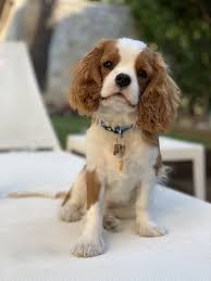 We did not find results for: Pin On Gatsby The Cavalier King Charles Spaniel