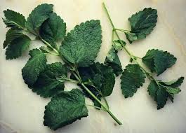 This herb has medicinal properties. Growing And Foraging For Lemon Balm