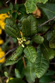 Image result for Myrica salicifolia