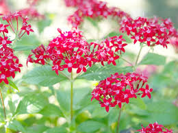 14 Best Full Sun Plants Heat Tolerant Flowers That Love The Sun