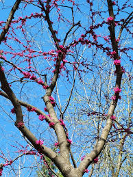 Image result for Cola mossambicensis