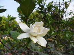 Gondhoraj Gardenia Jasminoides Gardenia Kingdom Plantae Sweet Fragrances