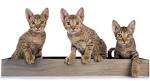 Ocicat Kittens For Sale by Reputable Breeders | Pets4You