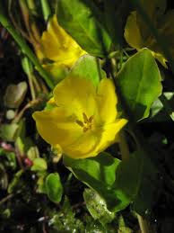 Image result for Lysimachia ruhmeriana