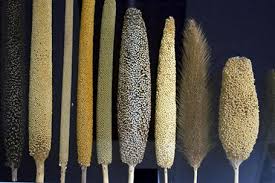 Image result for சிறு தானியங்கள்