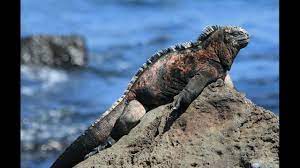 Marine Iguana The Swimming Lizard Marine Iguana Iguana Galapagos