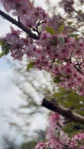 Image result for Prunus cerasoides