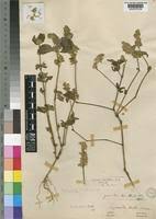 Image result for Hypoestes forskaolii