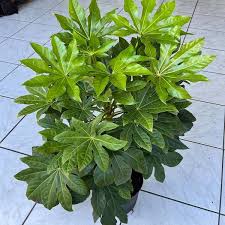 Image result for Alafia orientalis