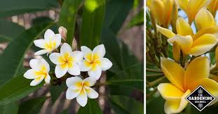 We did not find results for: How To Grow Frangipani Plumeria Gardening Channel