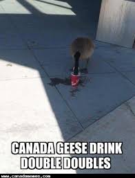 Canada Memes On Twitter Memes Canada Geese Drink Double Doubles Https T Co Khakrsji3b Canadamemes Lol Funny Canada Meme