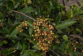 Image result for Searsia pyroides