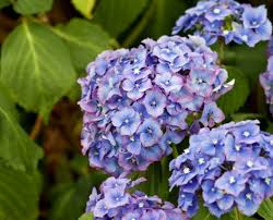 Maybe you would like to learn more about one of these? Hydrangea Hortensia A To Z Flowers