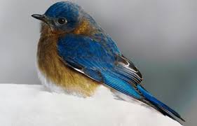 Birds And Blooms Photo Contest Winners Bird Photography Bird Photography Tips Birds Blooms Bird Photography Nature Birds Backyard Birds