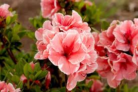 Rhododendron Autumn Sunburst Encore Azalea Series Rhododendron Roblet Re Blooming Rhododendrons Coral Azalea Coral Rh Reblooming Flowers Flowers Bloom