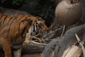 Funny Tiger Gifs Get The Best Gif On Tiger Zoo Funny Tiger Funny Cats
