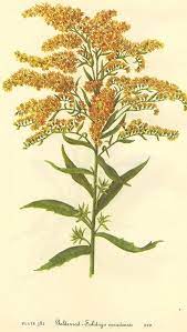Goldenrod A Graceful Physic Mother Hylde S Herbal Goldenrod Flower Vintage Botanical Prints Botanical Prints