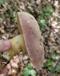 Image result for Boletus separans