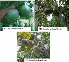 Image result for Picralima nitida