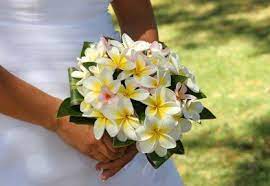 Die plumeria, die auch frangipani, tempelbaum oder jasminbaum genannt wird, ist einer der wohlriechendsten und schönsten tropischen blütenbäume. Brautstrauss Frangipani Hochzeit Hochzeitsblumen Plumeria Bouquet