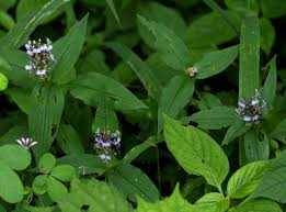 Image result for Aneilema nicholsonii