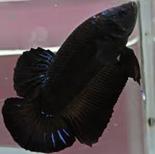 Pin By Marcia Pyle On Beautiful Betta Fish Betta Fish Care Betta Fish Betta