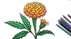 More images for marigold flower drawing step by step » How To Draw Marigold Step By Step Very Easy Youtube