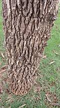 Image result for Zanthoxylum holtzianum
