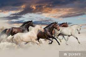 Five Horse Run Gallop In Desert At Sunset Wall Mural Pixers We Live To Change Wild Horses Running Beautiful Arabian Horses Horse Wallpaper