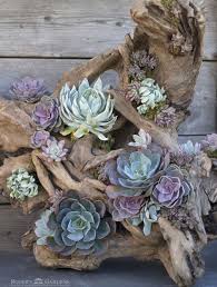 Baumwurzeln Eignen Sich Prima Als Pflanzgefasse Fur Semperviven Foto Roger S Garden Baumwurzel Pflanzen Bepflanzung