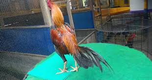 Ayam bangkok full tradngon ayam. Tradngon Ayam Cpthailand Instagram Posts Photos And Videos Picuki Com Play Dragon Games At Y8 Com