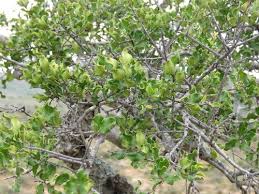 Image result for Euclea undulata